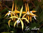 Epi. ciliare_5377
