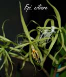 Epi. ciliare_5734