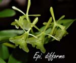 Epi. difforme_0957