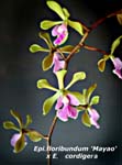 Epi. floribundum x E. cordigerum _2237