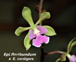 Epi. floribundum x E. cordierga_2196