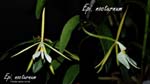 Epi. nocturnum