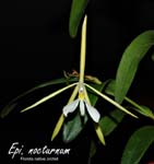 Epi. nocturnum_2130