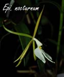 Epi. nocturnum_2138