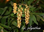 Epi. polyanthum_5959