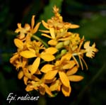 Epi. radicans_2579