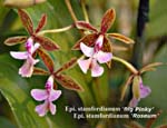 Epi. stamfordianum x Epi stamfordianum _2762