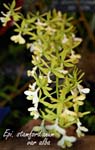 Epi. stamfordianum_2636