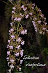 Epi. stamfordianum_2725
