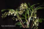 Epi. stamfordianum_9635