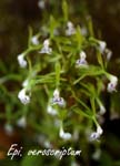 Epi. veroscriptum_5455