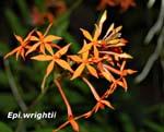 Epi. wrightii_4684
