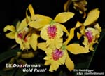 Ett. Don Herman - Gold Rush_8570