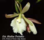 Ett. Haiku Twinkle_6576