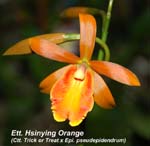 Ett. Hsinying Orange _6197