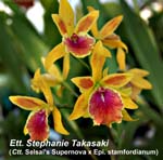 Ett. Stephanie Takasaki (Ctt. Selsals Supernova x Epi. stamfordianum)_1243