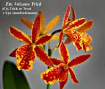 Ett. Volcano Trick (Ctt. Trick or Treat x Epi. stamfordianum)