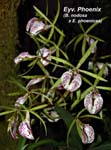 Eyv. Phoenix _5587