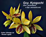 Gcy. Kyoguchi _1571
