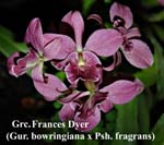 Guarechea Frances Dyer (Gur. bowringiana x Psh. fragrans)_9917