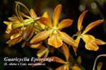 Guaricyclia Epiorange_7542
