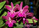 Guaricyclia Yucatan_5444