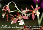 Pollardia michuacana_3435