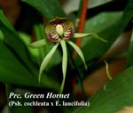 Prc. Green Hornet_3658