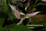 Prosthechea garciana _5611
