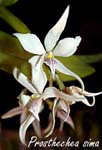 Prosthechea sima_7076