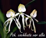 Psh. cochleata var alba_6707