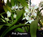 Psh. fragrans_0402