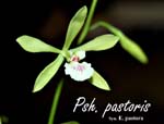 Psh. pastoris_5551