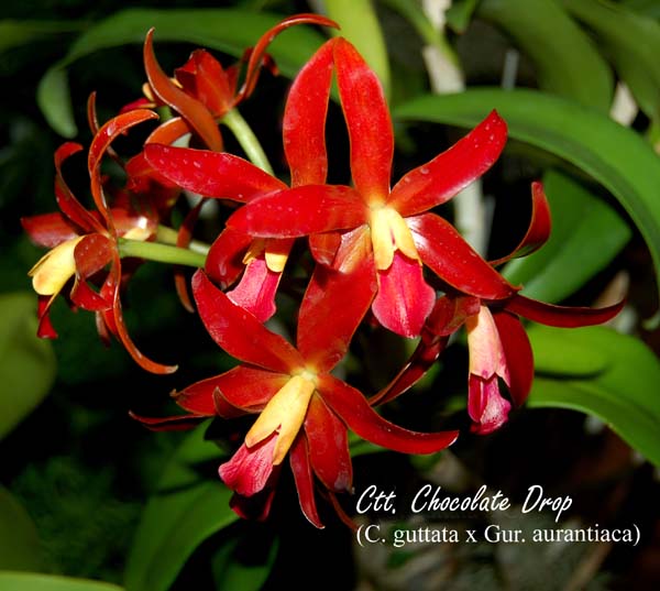 Ctt. Chocolate Drop (C. guttata x Gur. aurantiaca) 4723