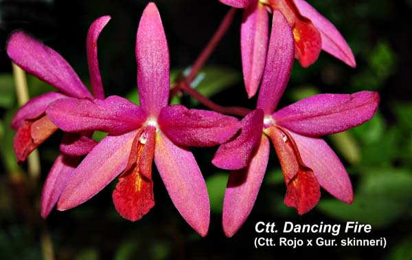 Ctt. Dancing Fire (Ctt. Rojo x Gur. skinneri)_0027