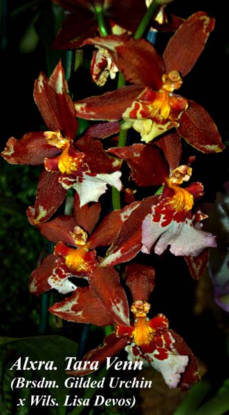 Alxra. Tara Venn (Brsdm. Gilded Urchin x Wils. Lisa Devos)_2236