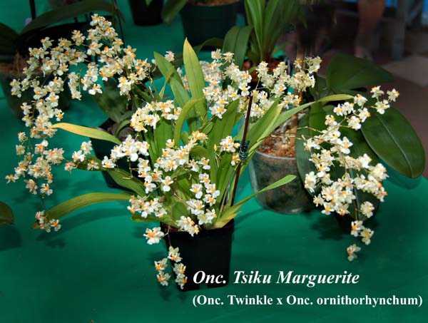 Onc. Tsiku Marguerite (Onc. Twinkle x Onc. ornithorhynchum)_6017