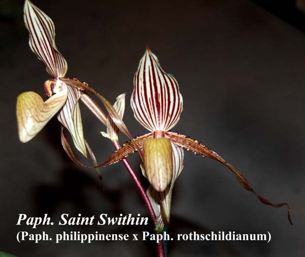 Paph. Saint Swithin (Paph. philippinense x Paph. rothschildianum)_7195