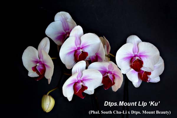Dtps. Mount LIp _6250