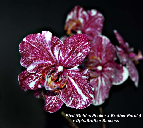 Phal. (Golden Peoker x Brother Purple) x Dpts Brother Success_6284
