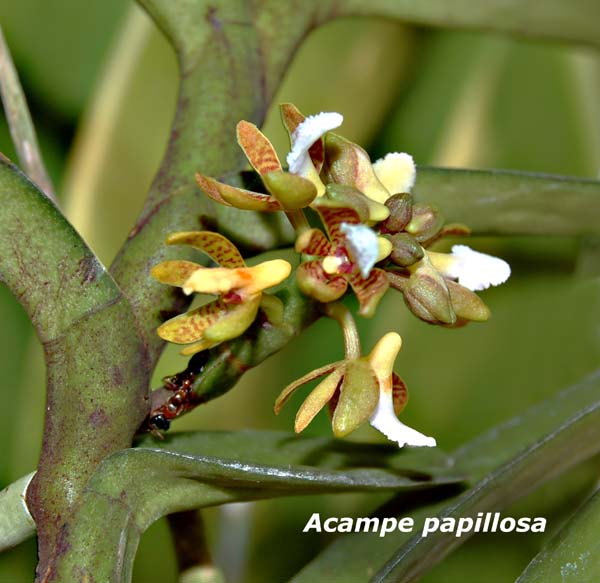Acampe papillosa_4907