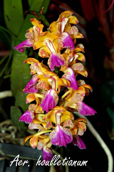 Aer. houlletianum_6039