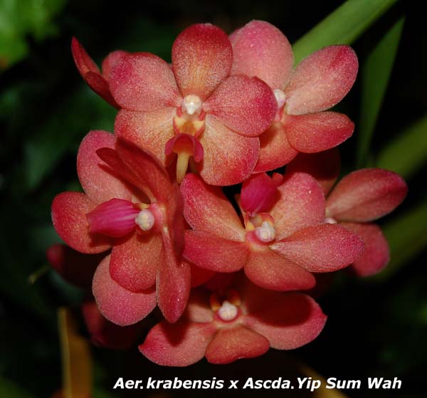 Aer. krabensis x Ascda. Yip Sum _8590