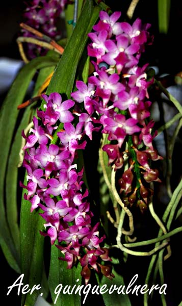 Aer. quinquevulnera_6025