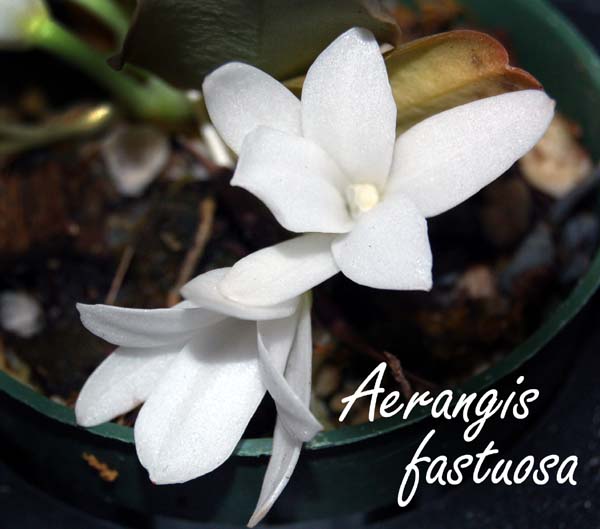 Aerangis  fastuosa_7670
