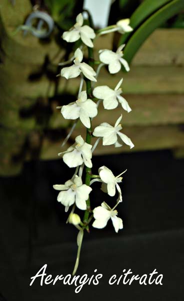 Aerangis citrata_5344