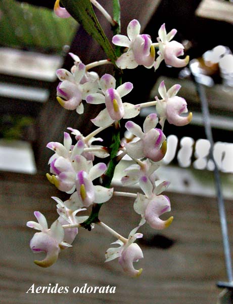 Aerides odorata_0933