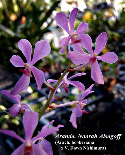 Aranda Noorah Alsagoff (Arach. hookeriana x V. Dawn Nishimura)_5624