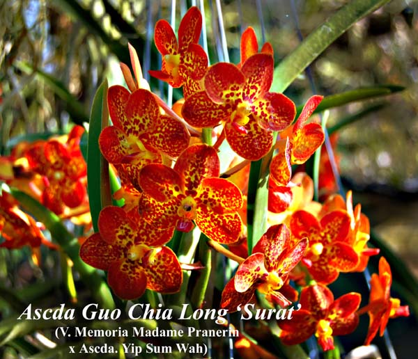 Ascda Guo Chia Long _7737