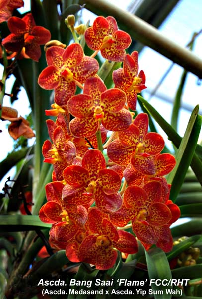 Ascda. Bang Saai _8397